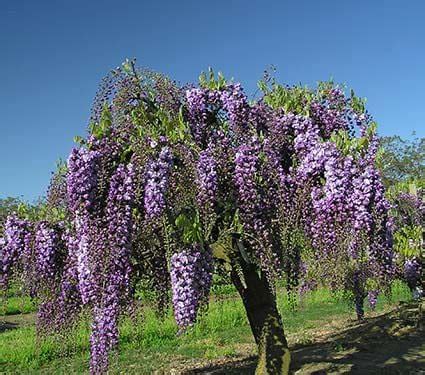 floribunda flower farm|Floribunda Flower Farm is the .